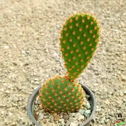 بذر کاکتوس اپونتیا