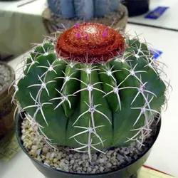 بذر کاکتوس ملو