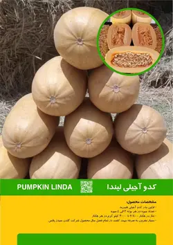 بذر کدو آجیلی لیندا F1 - بذر بازار