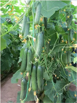 بذر خیار گلخانه ای بهشتی F1 - بذر بازار