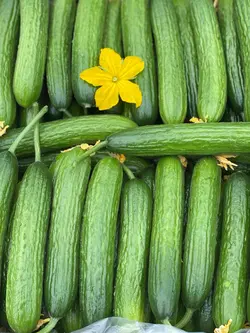 بذر خیار گلخانه ای بهشتی F1 - بذر بازار