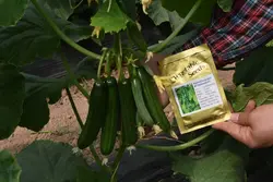 بذر خیار گلخانه ای بهشتی F1 - بذر بازار