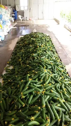 بذر خیار گلخانه ای بهشتی F1 - بذر بازار