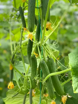 بذر خیار گلخانه ای بهشتی F1 - بذر بازار