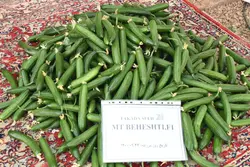 بذر خیار گلخانه ای بهشتی F1 - بذر بازار