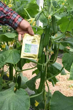 بذر خیار گلخانه ای بهشتی F1 - بذر بازار