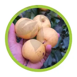 نهال گلاب کهنه