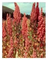 بذر کینوا (خاویار گیاهی)