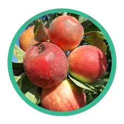 نهال سیب گلاب کهنه