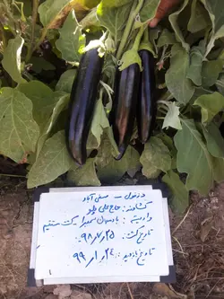 بذر بادمجان سمبرا F1