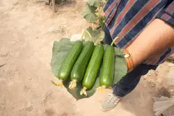 خیار گلخانه ای یازان F1 - بذر بازار