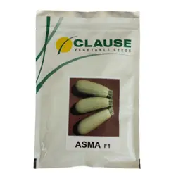 بذر کدو اسما F1