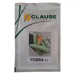 بذر کدو یسری F1