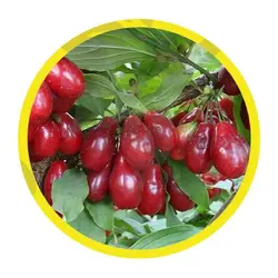 نهال زغال اخته فلوریدا