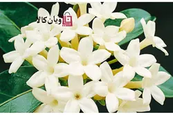 ماسک پودری آدامسی و لاتکسی عصاره گل یاس برند Sun ساخت کره