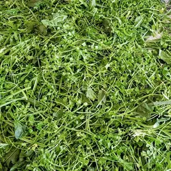 سبزی نعناجعفری خام یک کیلو- ارسال فقط برای تهران