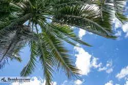 تایل سقفی 60*60 آسمان مجازی بنی دکو مدل LX 5655