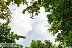 تایل سقفی 60*60 آسمان مجازی بنی دکو مدل LX 5654