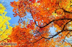 تایل سقفی 60*60 آسمان مجازی بنی دکو مدل LX 5653