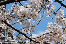 تایل سقفی 60*60 آسمان مجازی بنی دکو مدل LX 5652