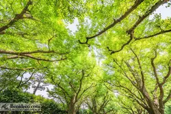 تایل سقفی 60*60 آسمان مجازی بنی دکو مدل LX 5650