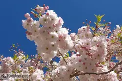 تایل سقفی 60*60 آسمان مجازی بنی دکو مدل LX 5649