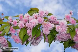 تایل سقفی 60*60 آسمان مجازی بنی دکو مدل LX 5645