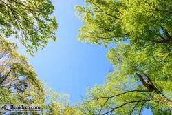 تایل سقفی 60*60 آسمان مجازی بنی دکو مدل LX 5642