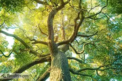 تایل سقفی 60*60 آسمان مجازی بنی دکو مدل LX 5640