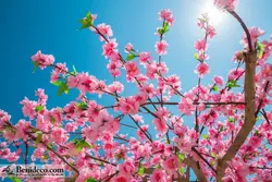 تایل سقفی 60*60 آسمان مجازی بنی دکو مدل LX 5639