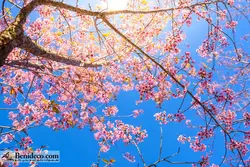 تایل سقفی 60*60 آسمان مجازی بنی دکو مدل LX 5638