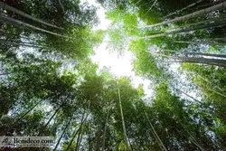 تایل سقفی 60*60 آسمان مجازی بنی دکو مدل LX 5634