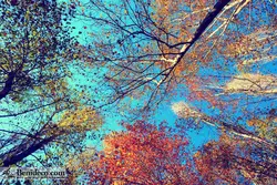 تایل سقفی 60*60 آسمان مجازی بنی دکو مدل LX 5629