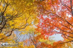 تایل سقفی 60*60 آسمان مجازی بنی دکو مدل LX 5626