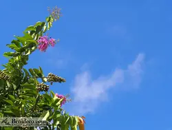 تایل سقفی 60*60 آسمان مجازی بنی دکو مدل LX 5621