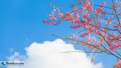 تایل سقفی 60*60 آسمان مجازی بنی دکو مدل LX 5619