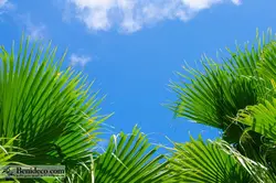 تایل سقفی 60*60 آسمان مجازی بنی دکو مدل LX 5617