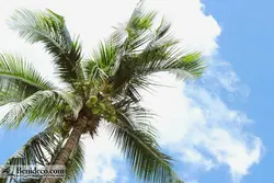 تایل سقفی 60*60 آسمان مجازی بنی دکو مدل LX 5615