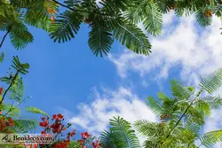 تایل سقفی 60*60 آسمان مجازی بنی دکو مدل LX 5614