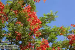 تایل سقفی 60*60 آسمان مجازی بنی دکو مدل LX 5612