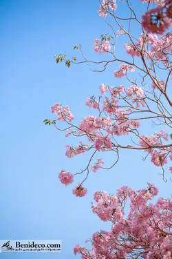 تایل سقفی 60*60 آسمان مجازی بنی دکو مدل LX 5608