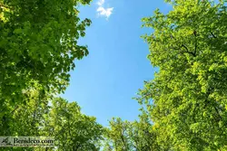 تایل سقفی 60*60 آسمان مجازی بنی دکو مدل LX 5603