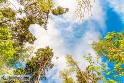 تایل سقفی 60*60 آسمان مجازی بنی دکو مدل LX 5602