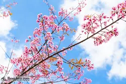 تایل سقفی 60*60 آسمان مجازی بنی دکو مدل LX 5599