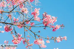 تایل سقفی 60*60 آسمان مجازی بنی دکو مدل LX 5598