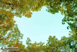 تایل سقفی 60*60 آسمان مجازی بنی دکو مدل LX 5597