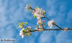 تایل سقفی 60*60 آسمان مجازی بنی دکو مدل LX 5595