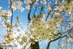 تایل سقفی 60*60 آسمان مجازی بنی دکو مدل LX 5594