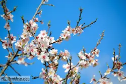 تایل سقفی 60*60 آسمان مجازی بنی دکو مدل LX 5593