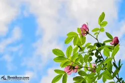 تایل سقفی 60*60 آسمان مجازی بنی دکو مدل LX 5535